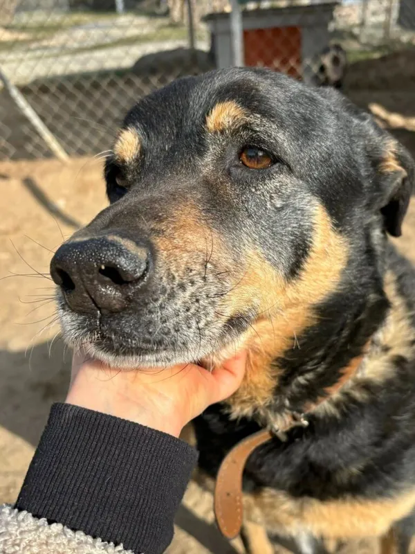 Pies do adopcji, Przyborówko, 5 maja 2025 (5/5)