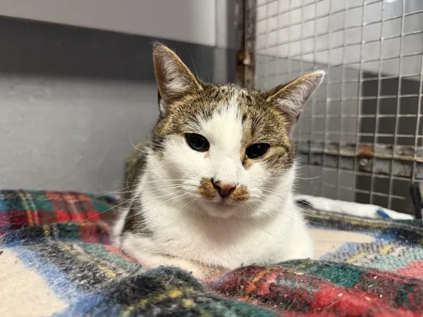 Znaleziono kota, Chojnice, 5 sierpnia 2024