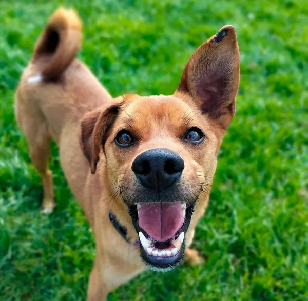 Znaleziono psa, Chojnice, 5 sierpnia 2024 (1/5)