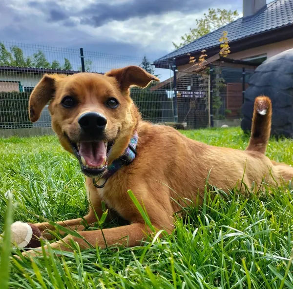 Znaleziono psa, Chojnice, 5 sierpnia 2024 (2/5)