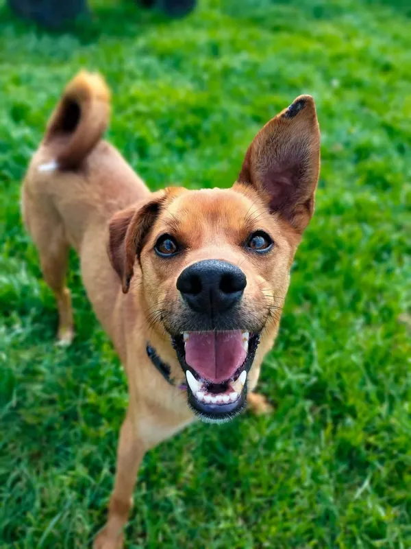 Znaleziono psa, Chojnice, 5 sierpnia 2024 (5/5)