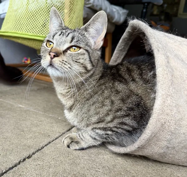 Znaleziono kota, Chojnice, 23 lipca 2024 (1/3)