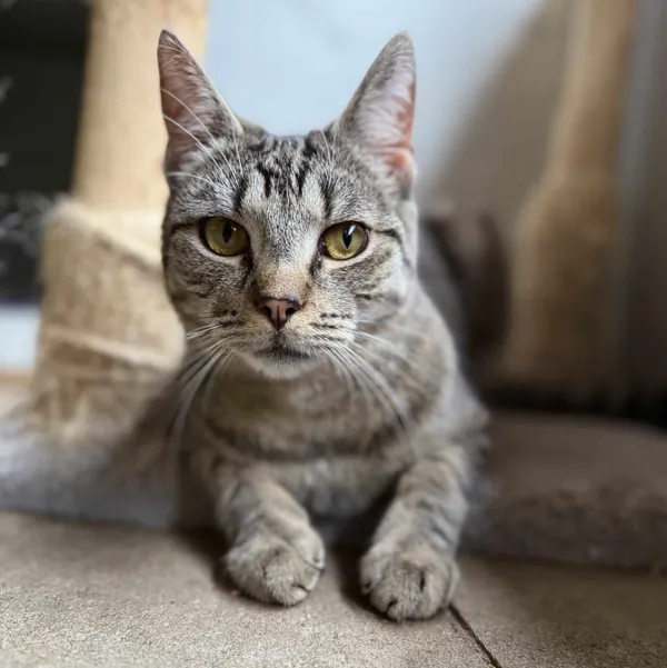 Znaleziono kota, Chojnice, 23 lipca 2024 (2/3)