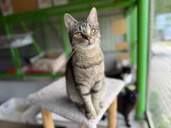 Znaleziono kota, Chojnice, 23 lipca 2024 (3/3)