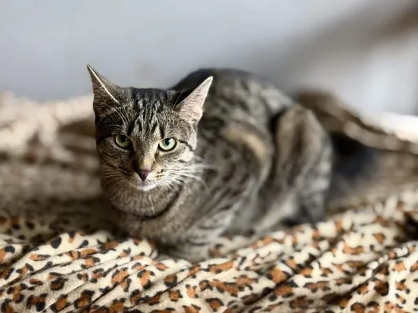 Znaleziono kota, Chojnice, 2 lipca 2024