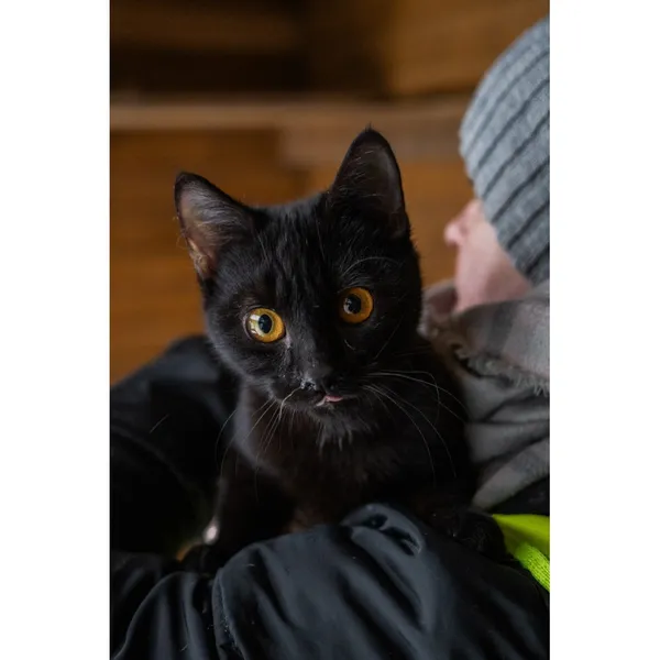 Znaleziono kota, Białystok, 6 lipca 2024 (3/5)