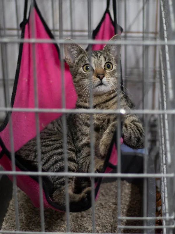 Znaleziono kota, Sosnowiec, 24 sierpnia 2024 (3/4)