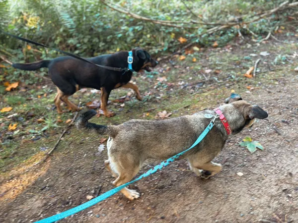 Znaleziono psa, Dobra, 2 września 2024 (1/3)