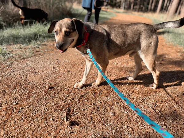 Znaleziono psa, Dobra, 2 września 2024 (2/3)