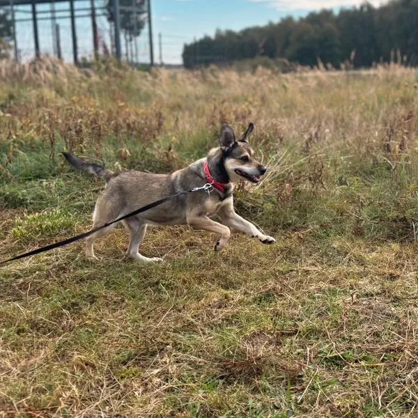 Znaleziono psa, Dobra, 2 września 2024 (3/3)