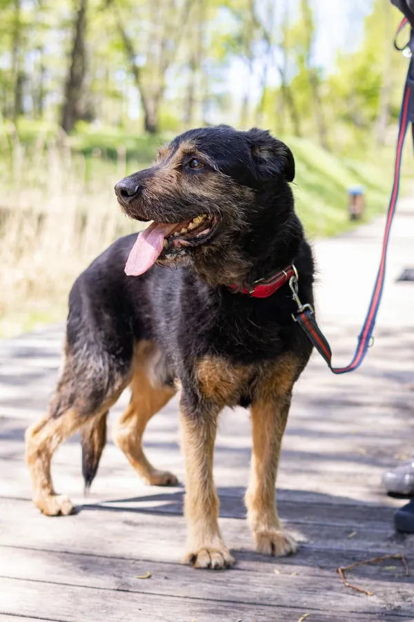 Pies do adopcji, Sosnowiec, 31 sierpnia 2024 (1/5)