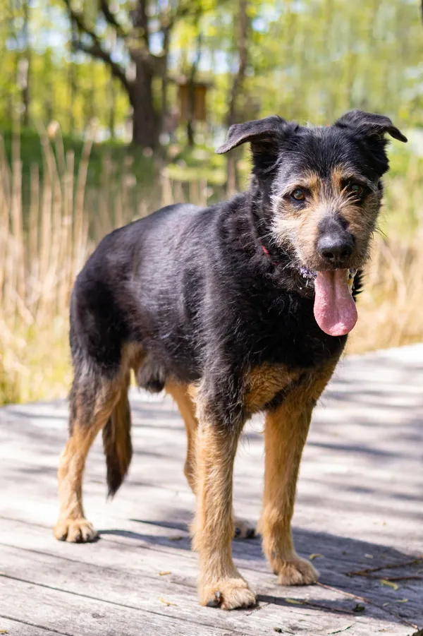 Pies do adopcji, Sosnowiec, 31 sierpnia 2024 (2/5)