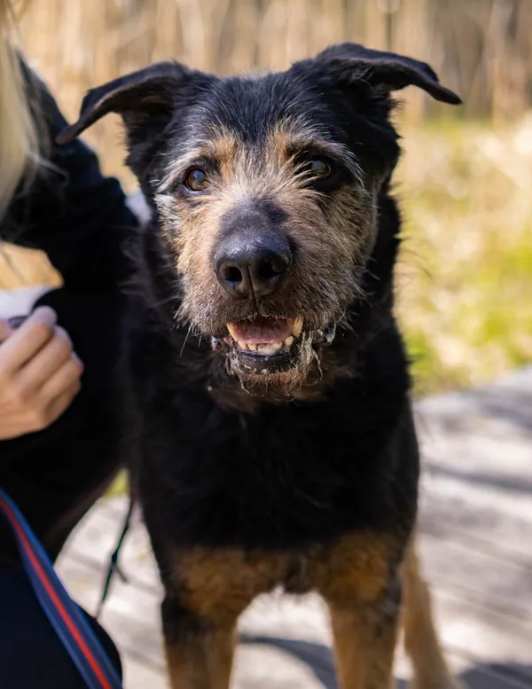 Pies do adopcji, Sosnowiec, 31 sierpnia 2024 (3/5)