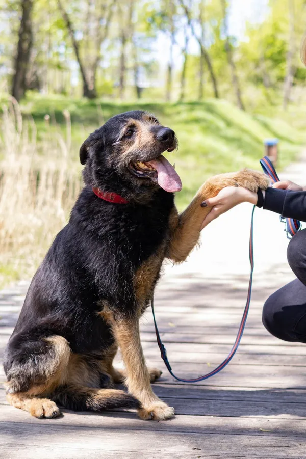 Pies do adopcji, Sosnowiec, 31 sierpnia 2024 (4/5)