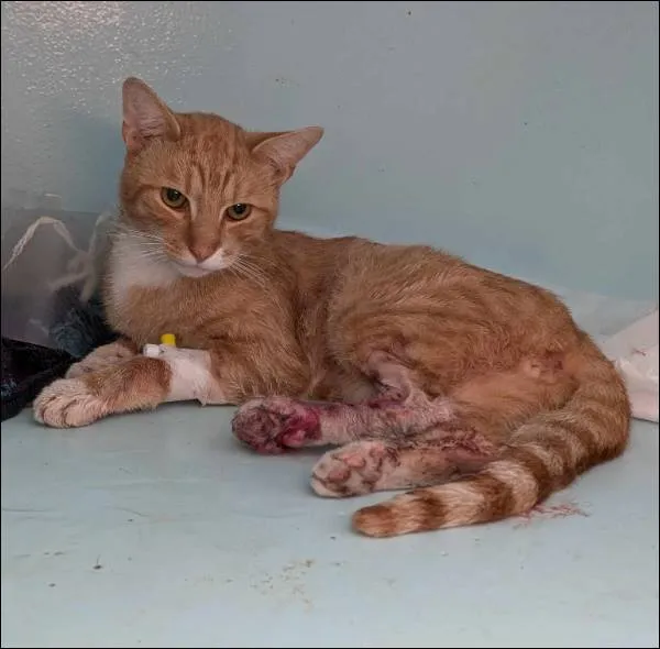 Znaleziono kota, Grudziądz, 3 września 2024