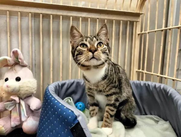 Znaleziono kota, Chojnice, 2 września 2024 (2/2)