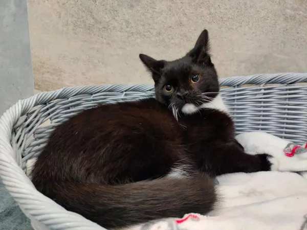 Znaleziono kota, Chojnice, 2 września 2024