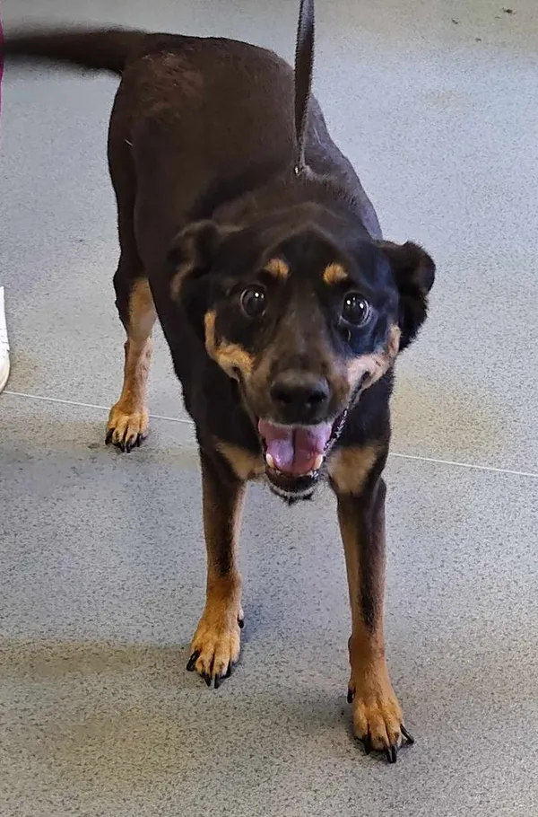 Znaleziono psa, Lublin, 14 czerwca 2025