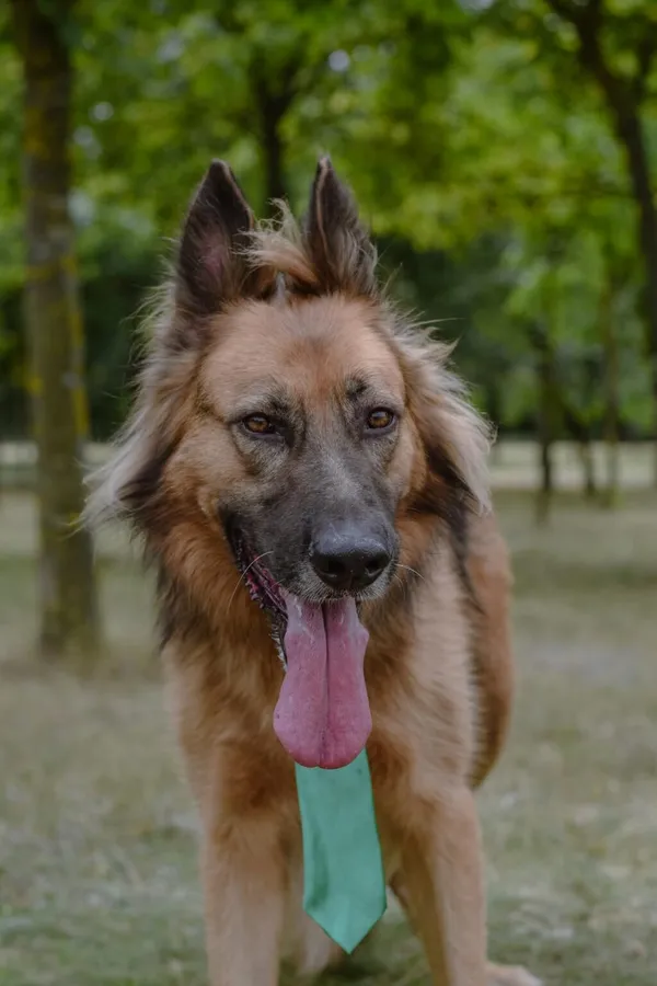 Pies do adopcji, Radom, 2 września 2025 (2/5)