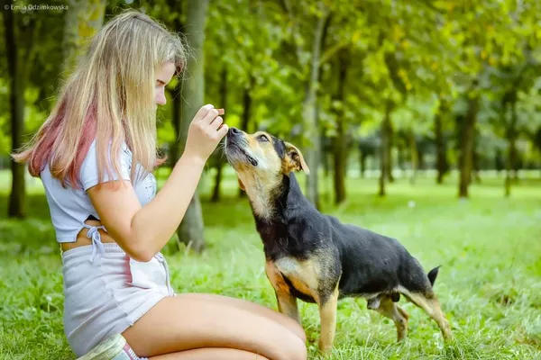 Pies do adopcji, Radom, 8 września 2024 (4/5)