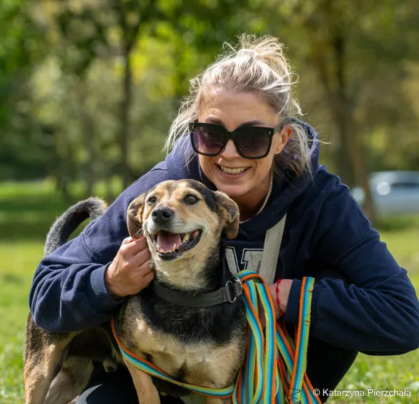 Pies do adopcji, Radom, 7 września 2026 (4/5)