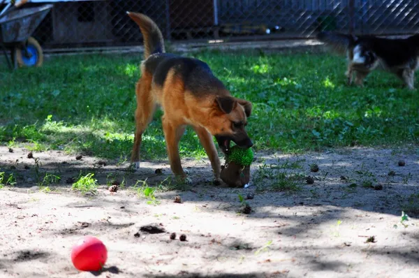 Pies do adopcji, Milanówek, 26 sierpnia 2024 (2/5)
