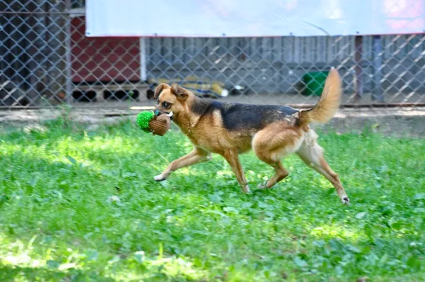 Pies do adopcji, Milanówek, 26 sierpnia 2024 (3/5)