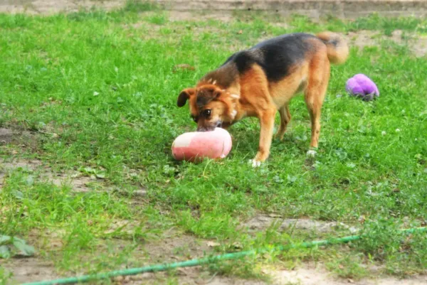 Pies do adopcji, Milanówek, 7 czerwca 2026 (4/5)