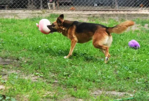 Pies do adopcji, Milanówek, 7 czerwca 2026 (5/5)