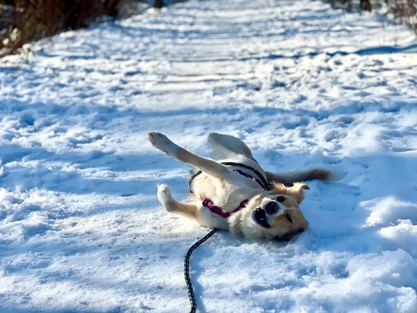 Znaleziono psa, Sosnowiec, 6 września 2024 (2/3)