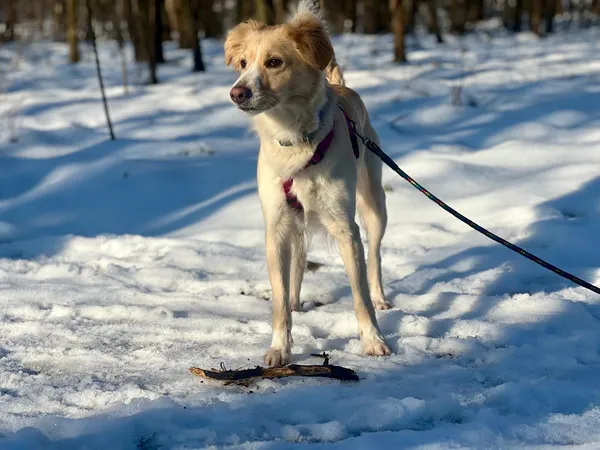 Znaleziono psa, Sosnowiec, 6 września 2024 (3/3)