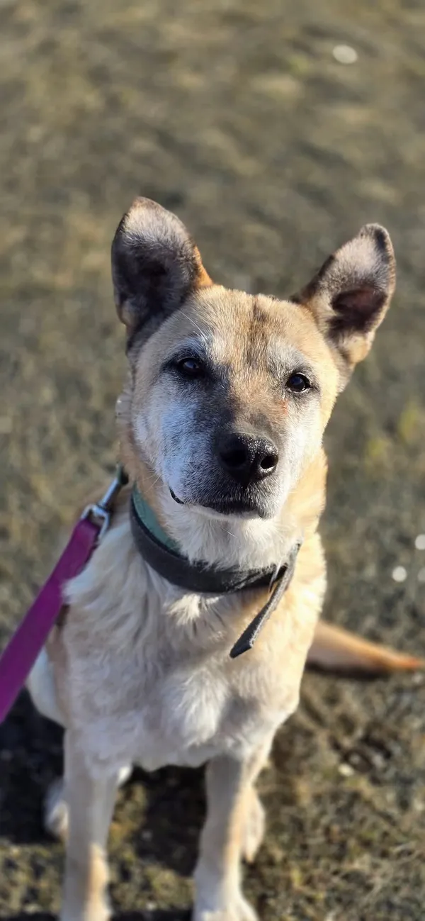 Pies do adopcji, Orzechowce, 9 września 2024 (2/5)