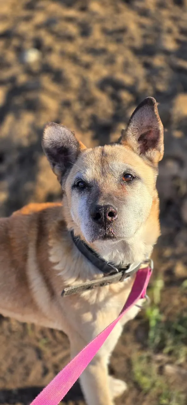 Pies do adopcji, Orzechowce, 9 września 2024 (4/5)