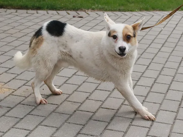 Pies do adopcji, Tatary, 15 marca 2021 (2/2)