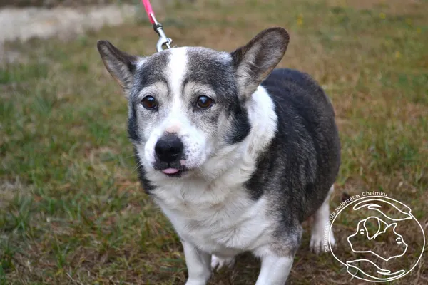 Pies do adopcji, Chełmek, 28 lipca 2024