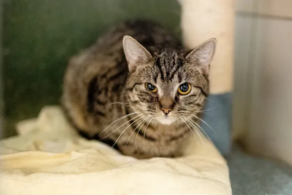 Kot do adopcji, Częstochowa, 2 lipca 2024 (4/5)