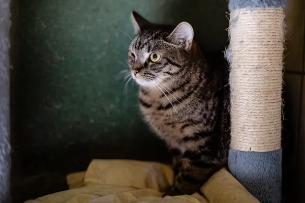 Kot do adopcji, Częstochowa, 2 lipca 2024 (5/5)