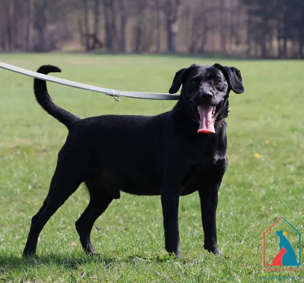 Pies do adopcji, Grudziądz, 4 sierpnia 2024 (1/5)