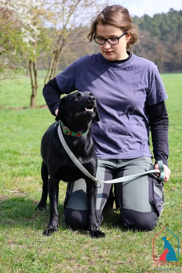 Pies do adopcji, Grudziądz, 4 sierpnia 2024 (3/5)