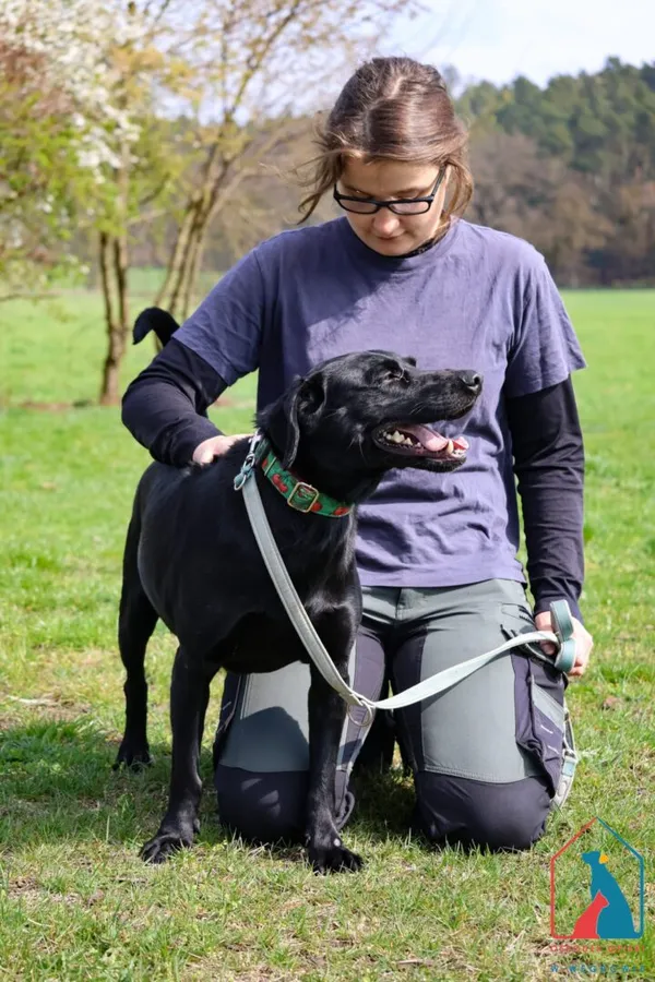 Pies do adopcji, Grudziądz, 4 sierpnia 2024 (5/5)