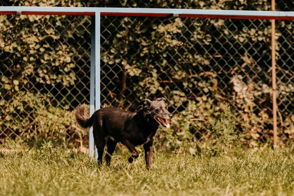 Pies do adopcji, Czartki, 12 września 2024 (5/5)