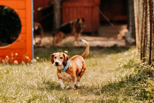 Pies do adopcji, Czartki, 12 września 2024 (2/5)