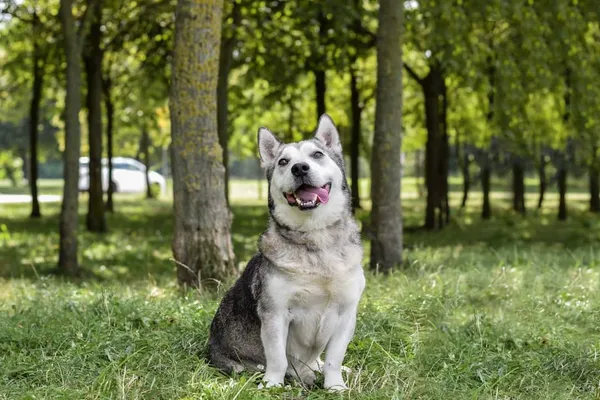 Pies do adopcji, Radom, 13 września 2024 (2/5)