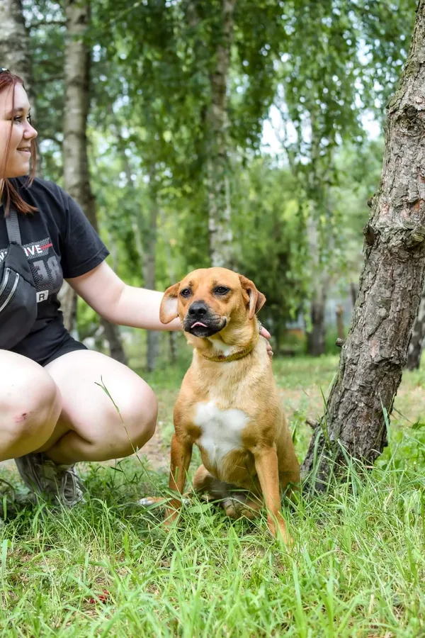 Pies do adopcji, Radom, 13 września 2024 (4/5)