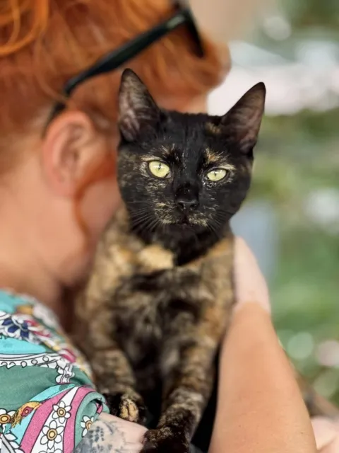 Kot do adopcji, Piła, 27 sierpnia 2024 (1/5)