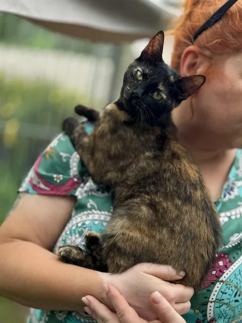 Kot do adopcji, Piła, 27 sierpnia 2024 (2/5)