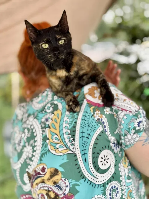 Kot do adopcji, Piła, 27 sierpnia 2024 (3/5)