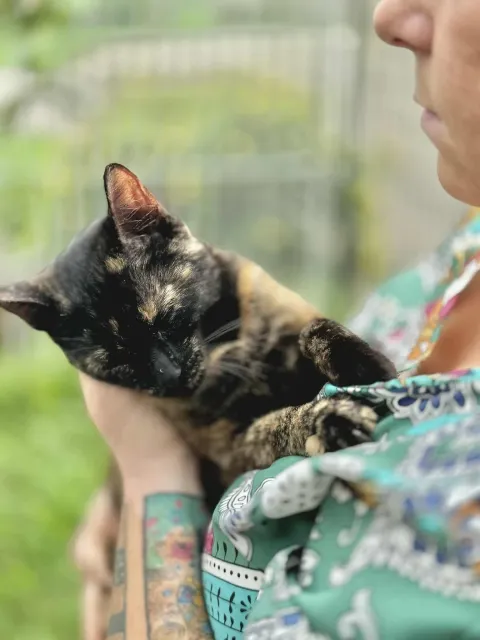 Kot do adopcji, Piła, 27 sierpnia 2024 (4/5)