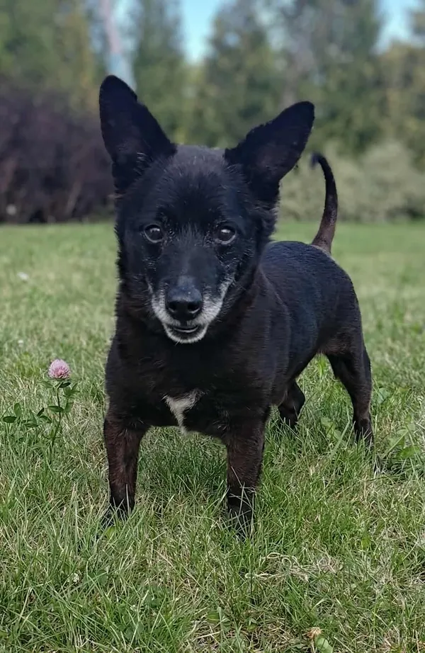 Znaleziono psa, Lublin, 11 września 2024