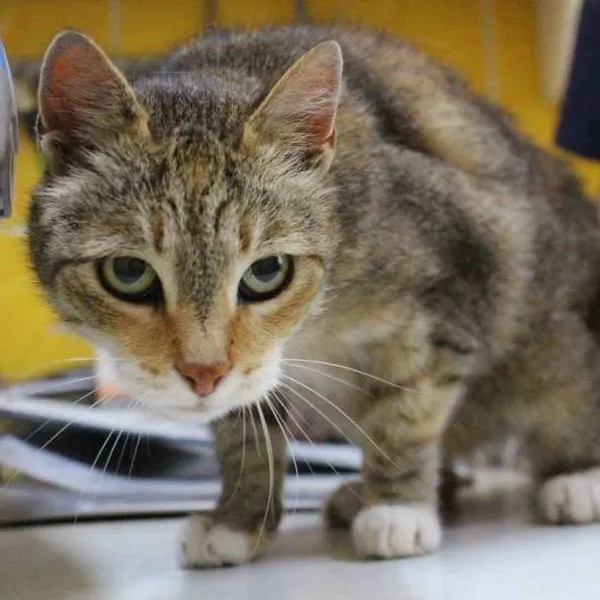 Znaleziono kota, Łódź, 16 września 2024 (4/5)